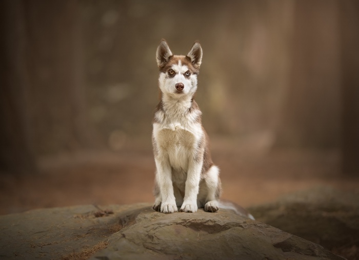 One of Rob's many dog portraits © Rob Gale